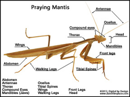 What is the life span of a praying mantis?